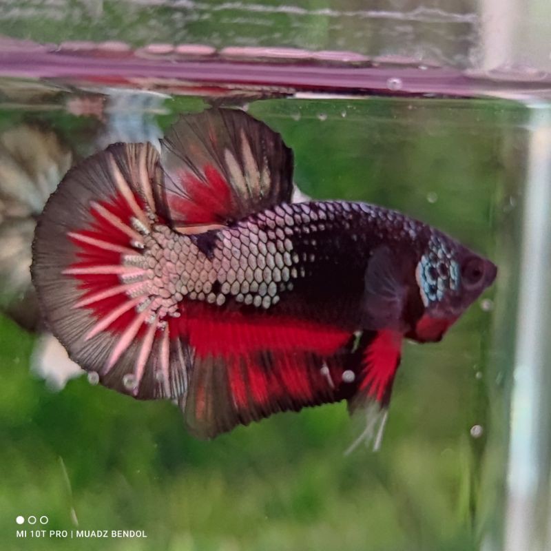 Cupang Avatar Red Cooper Gold Top Markotop Bonus Female