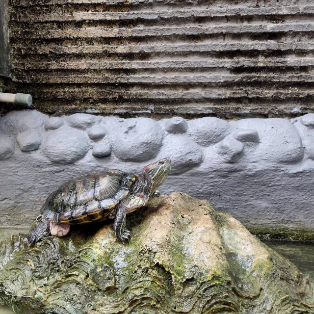 Kura-kura brazil indukan proven