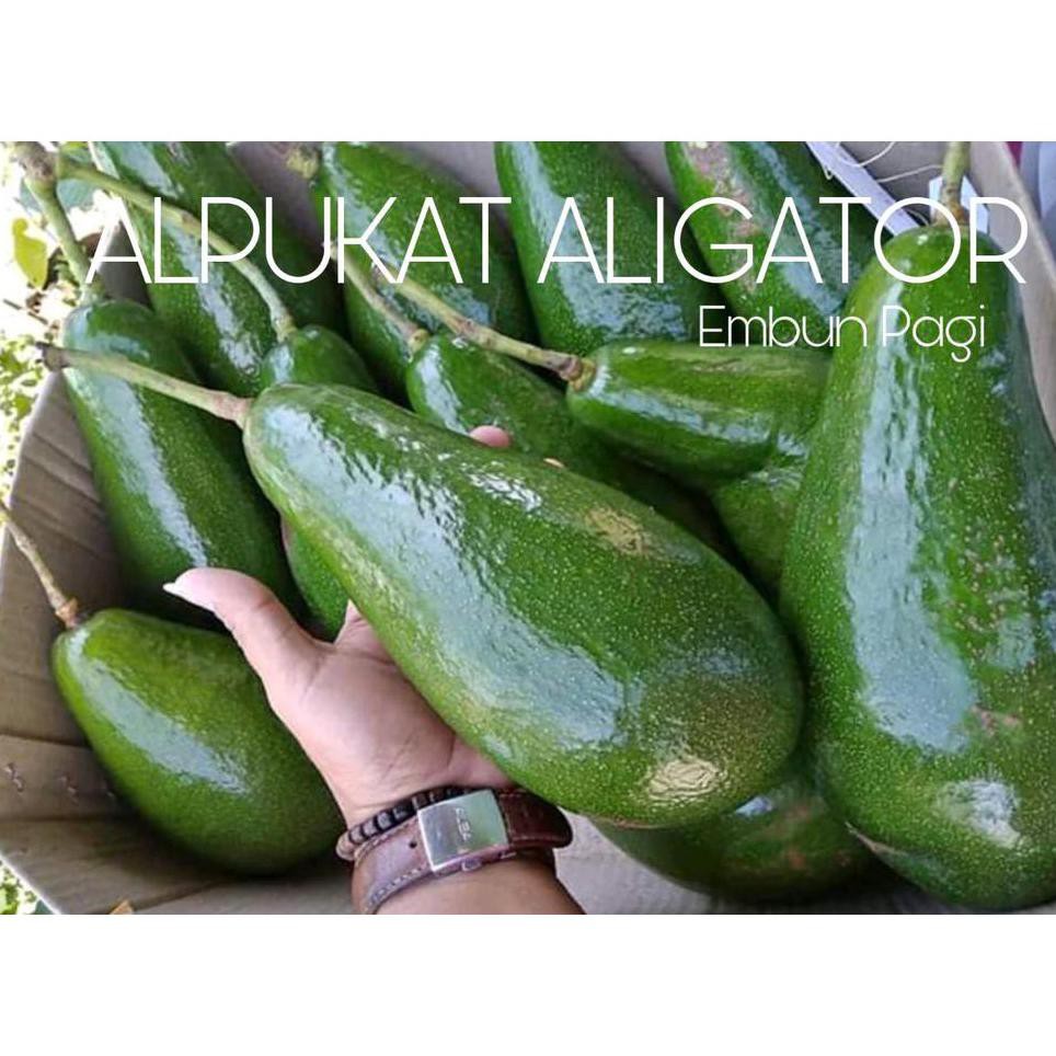 cups benih bibit buah terlaris bibit pohon buah alpukat aligator jumbo obr