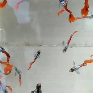 Ikan guppy Platinum Red Tail Big Ear | Shopee Indonesia