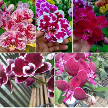 Anggrek bulan dewasa hybrid