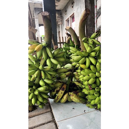 

PISANG CANDI MERAH, AMBON MURAH BERKUALITAS ASLI ENAK LEZAT