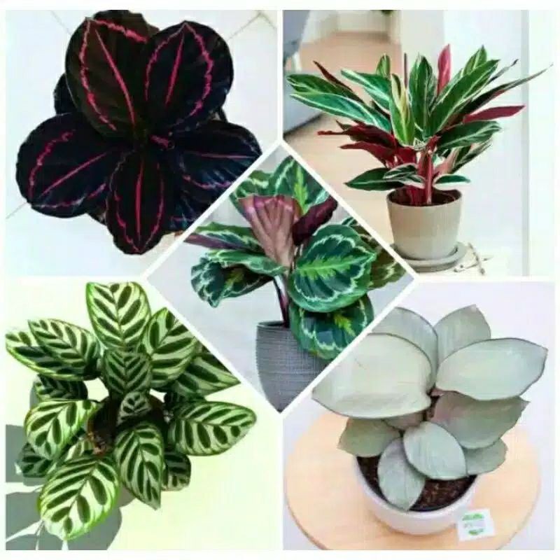 paket tanaman hias 5 calathea