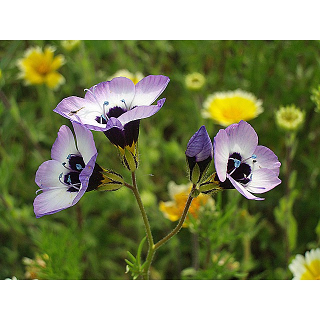 Benih Bibit Biji - Bunga Bird's Eye Gilia Tricolor Flower Seeds - IMPORT