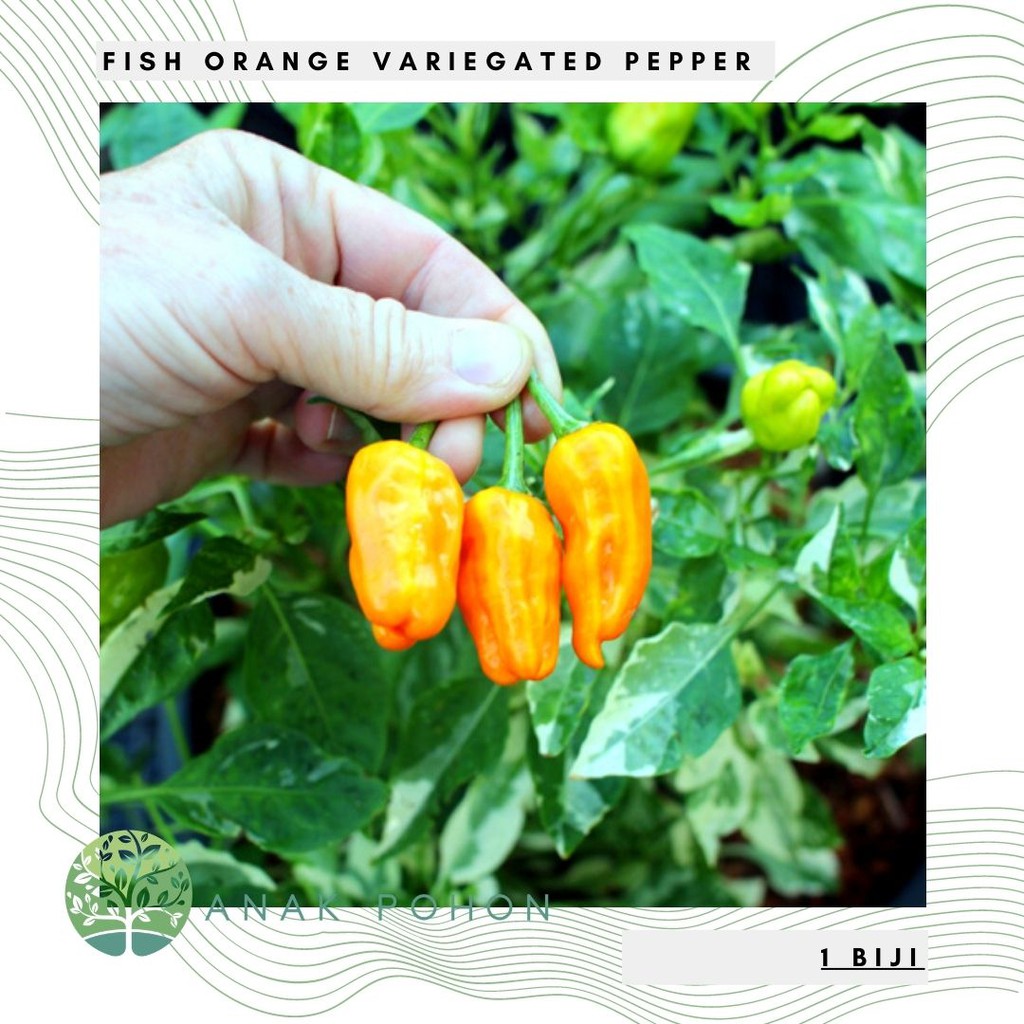 Benih Bibit Biji - Cabai Fish Orange Variegata Pepper Seeds