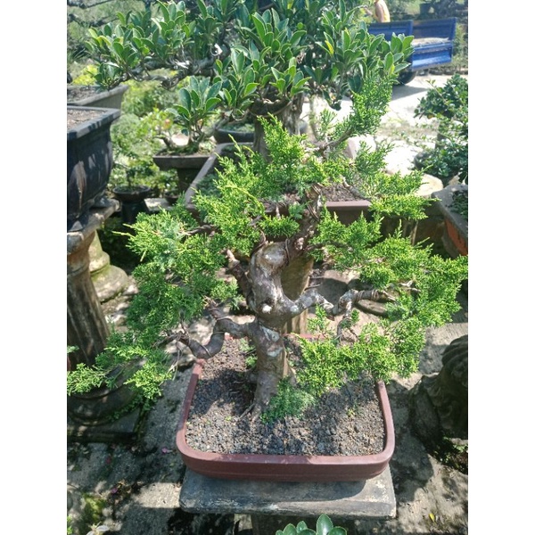 jeruk swiss..bonsai jadi bonggol besar