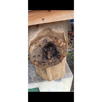 LOK TOPING ITAMA JAWA