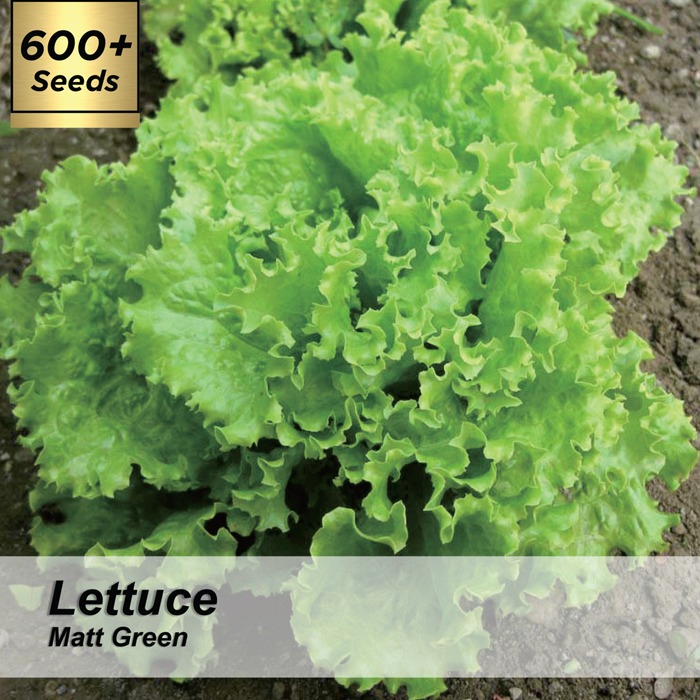Benih Lettuce Matt Green / Biji / Bibit Lettuce Matt Green / Benih Lettuce Selada Matt Green