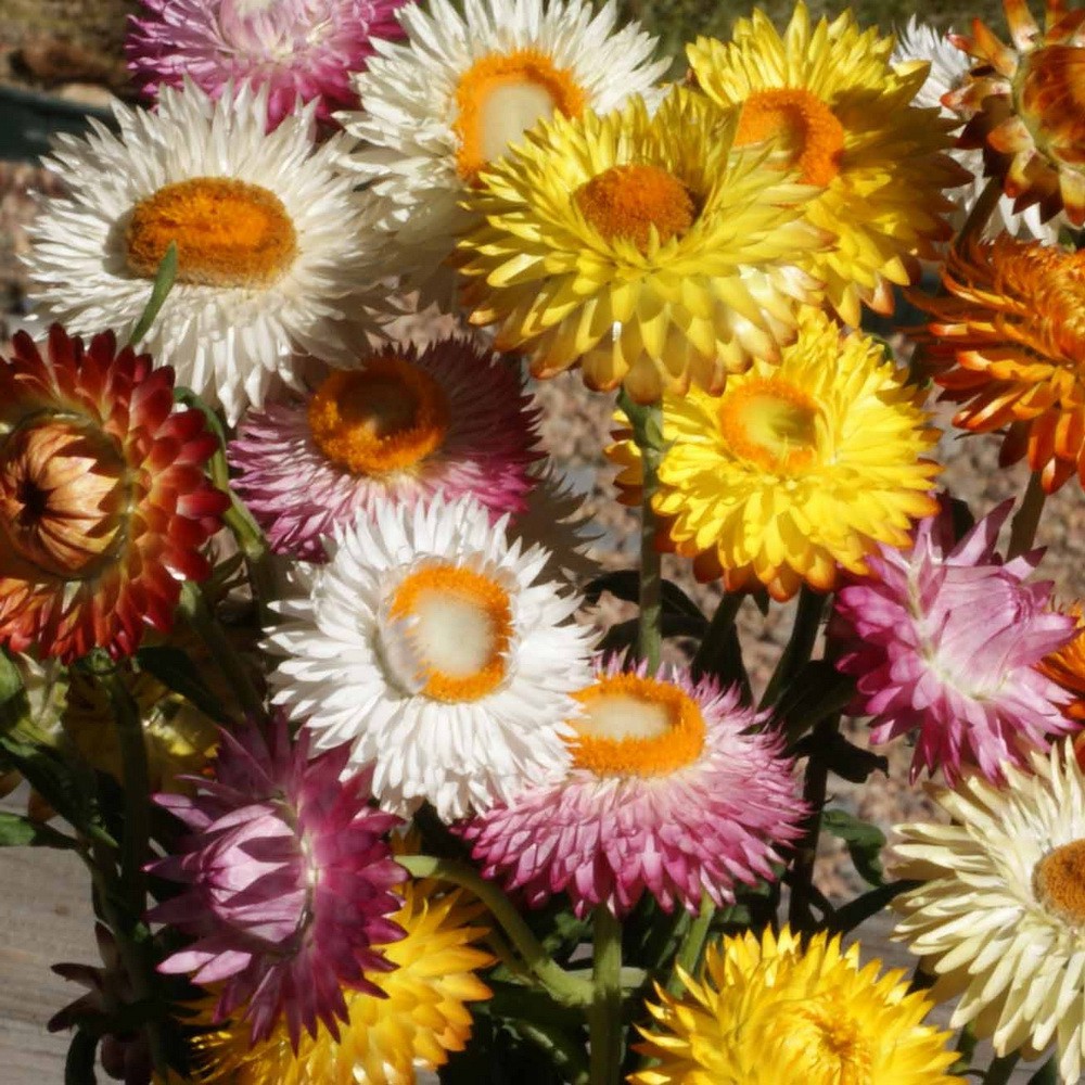 [Best Selling] 10 Seeds - Strawflower Swiss Giant Mix Bunga Biji Benih Bibit - SR0037