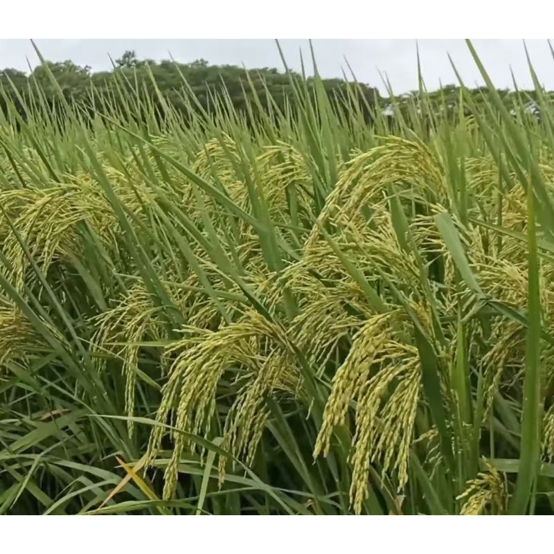 Benih padi bawon01 Asli KWALITAS PREMIUM 5kg bibit unggul