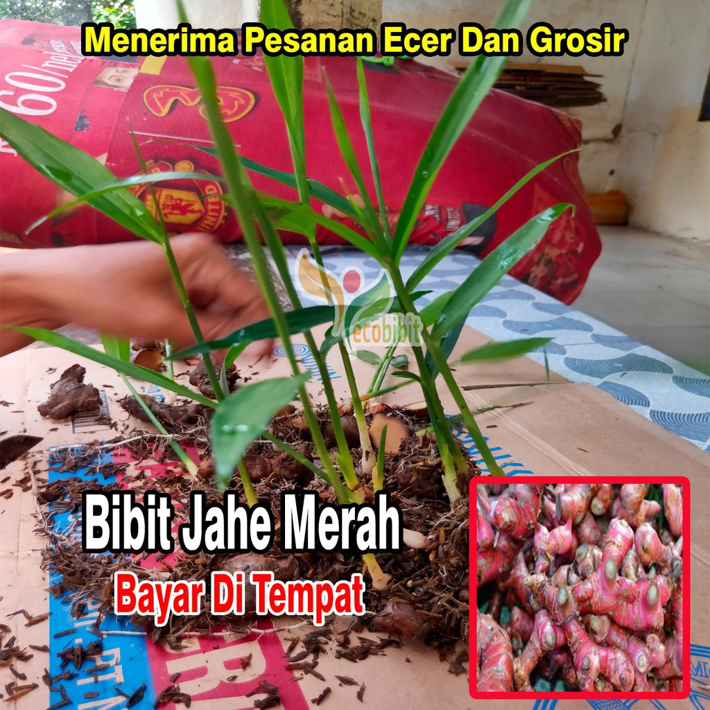 Bibit Jahe Merah Asli
