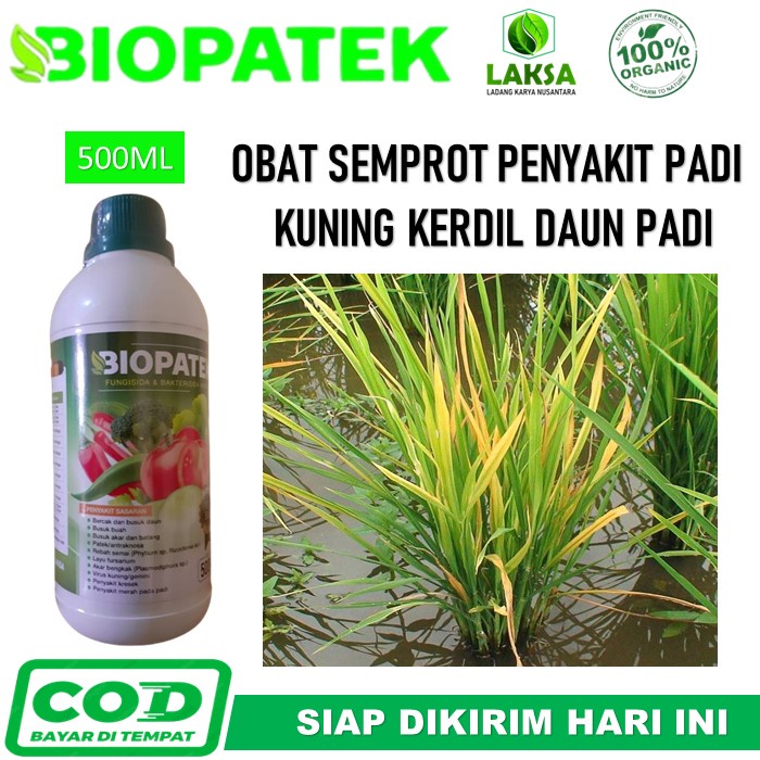 [BEST PRODUK PUPUK] BIOPATEK Obat Pengendali Penyakit Kuning Kerdil Padi Paling Ampuh - Obat Semprot