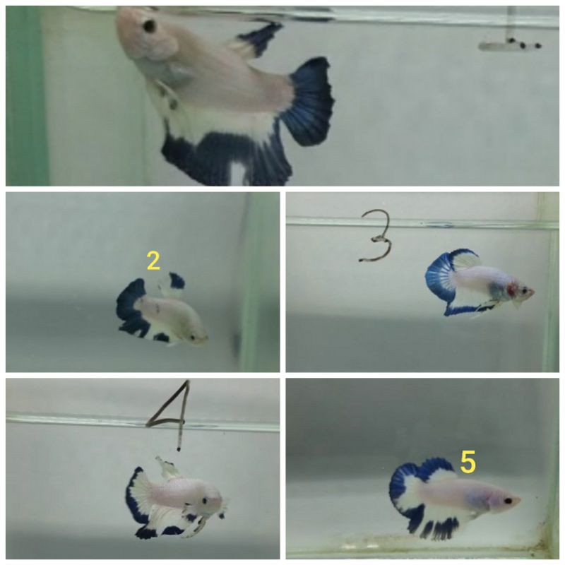 ikan cupang blue rim jantan