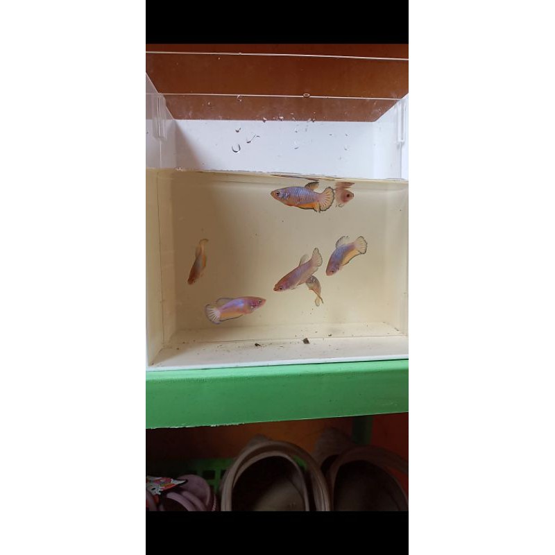 

Bahanan yellow fancy