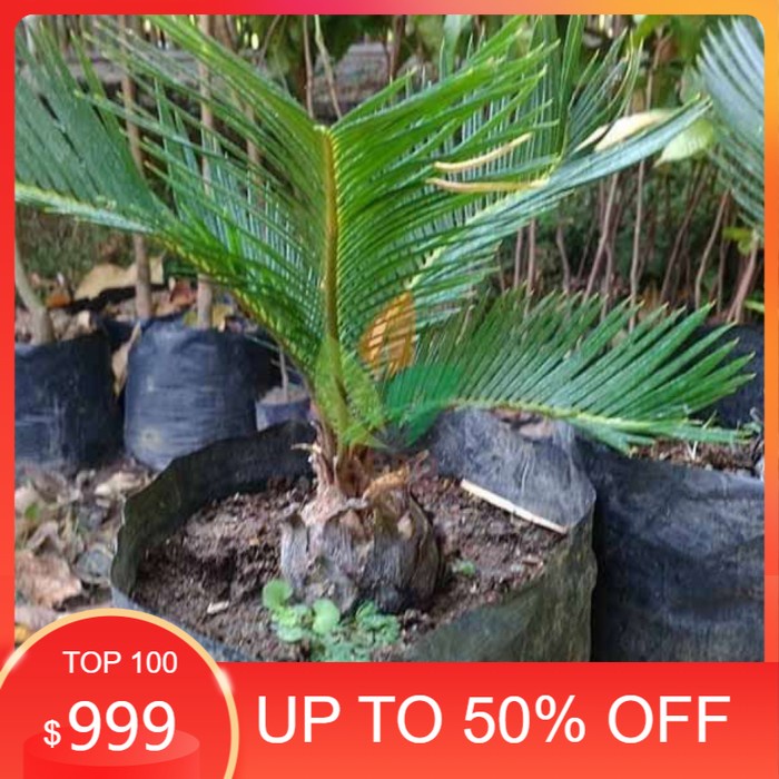 bibit tanaman hias sikas super jumbo