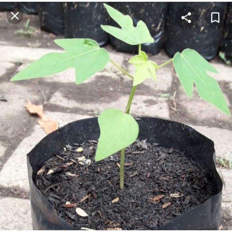 

Bibit pohon pepaya