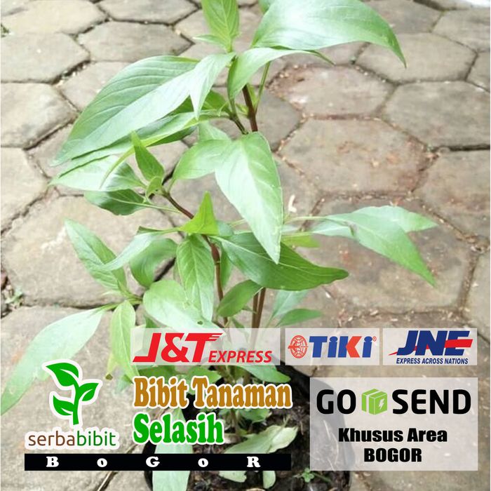 Bibit Tanaman Selasih - Pohon Biji Selasih - Daun Selasih