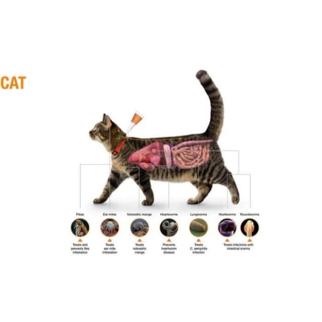 Advocate - Cat / Ferrets - up to 4kg obat kutu untuk kucing / musang
