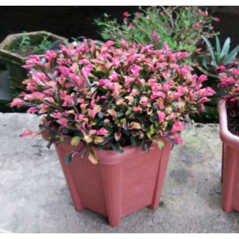 krokot merah / tanaman taman krokot merah / tanaman krokot