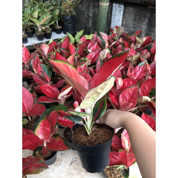 aglaonema suksom jaipong