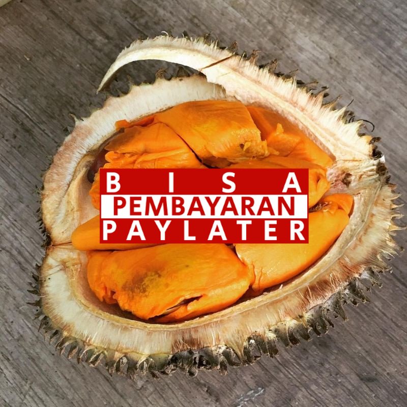 Bibit Durian Lay Super terlaris