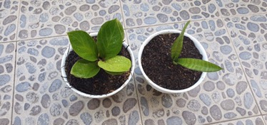 Anthurium Mangkok Varian Jemani Mangkok Varian Bibit Anthurium Jemani Mangkok