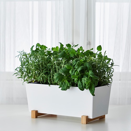 BITTERGURKA Pot tanaman 32x15 cm putih