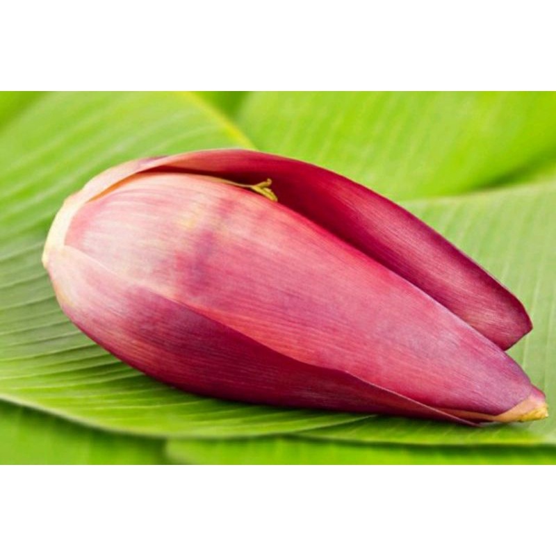 

Jantung pisang segar 1 kg / ontong Pisang