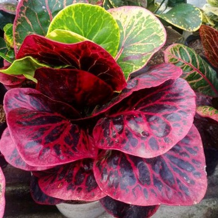 Tanaman Hias Puring Apel Busarin porsi jumbo. barang berkualitas/rawatan lama