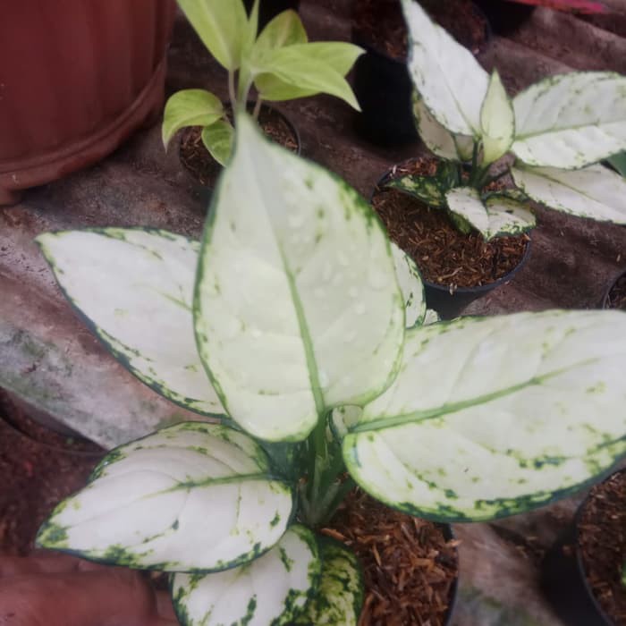 Tanaman Hias Aglonema Putih Tisu | Bibit Aglonema Legacy Putih