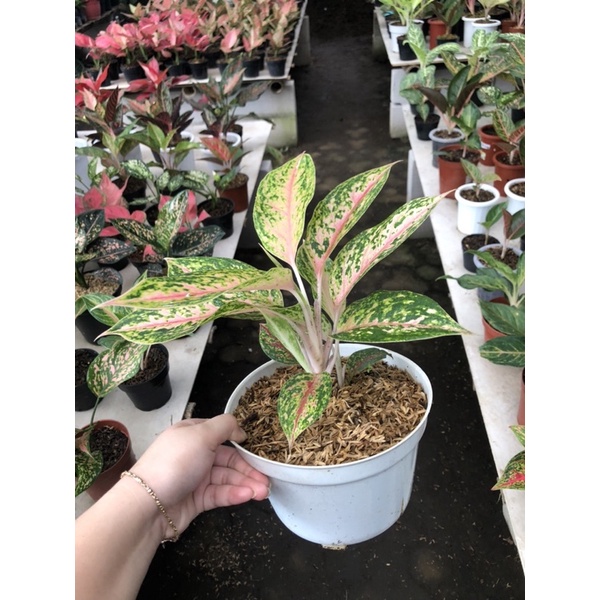 Aglaonema Serena