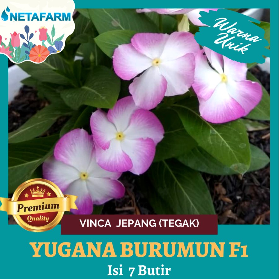 Benih Biji Bibit Bunga Vinca Jepang (Tegak) Yugana Barumun F1 - 7 Btr