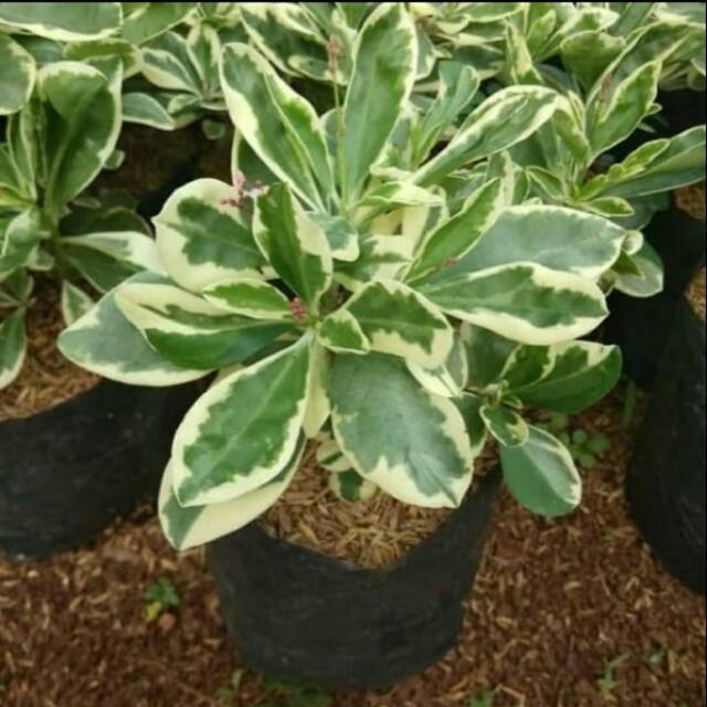 Tanaman hias pohon ginseng varigata / Pohon ginseng varigata