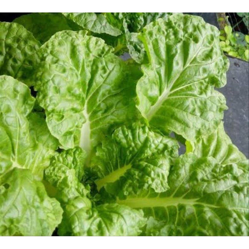 

Sawi Keriting 500gr / Fun Jen / Pai Tsai / Chinese Cabbage