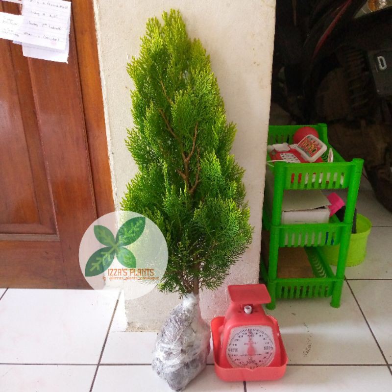 Cemara Kipas tinggi 50cm