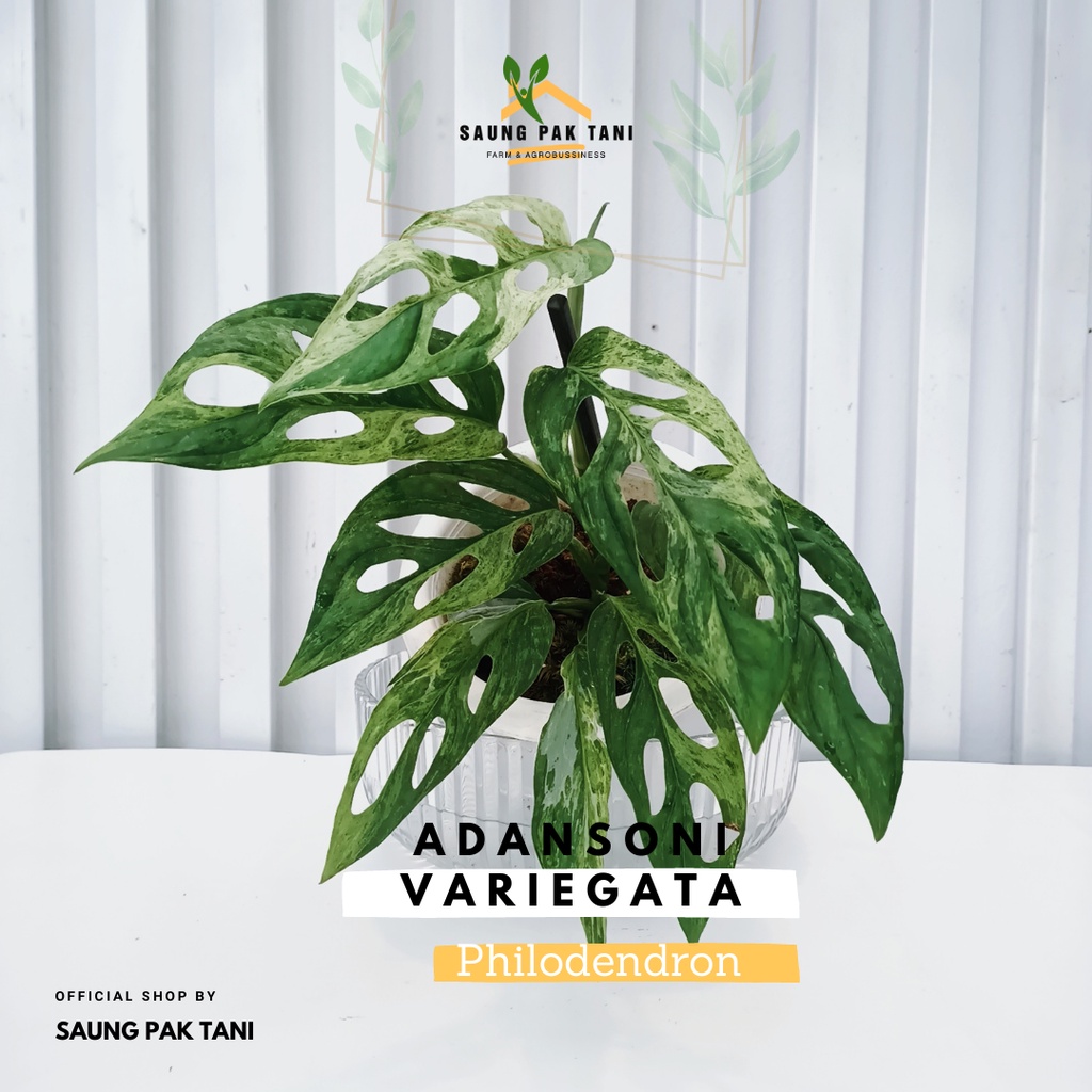 Janda Bolong Variegata / Adansoni Variegata (lokal)