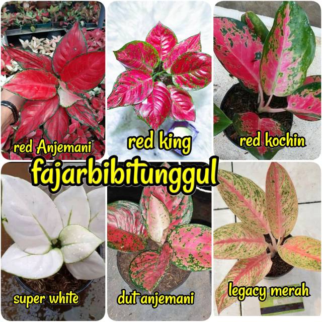 Paket 6 bunga aglonema terbaik jenis sesuai gambar