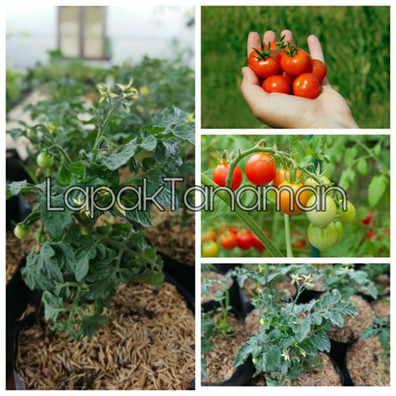 Bibit Tanaman Buah Tomat Cery / Tomat Cery