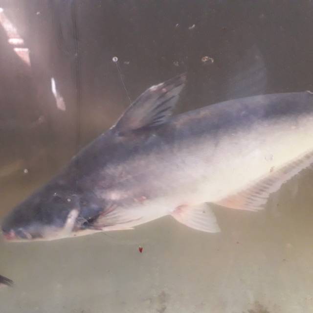 

TERBATASSS!!! Ikan patin segar / harga 1/2 KG