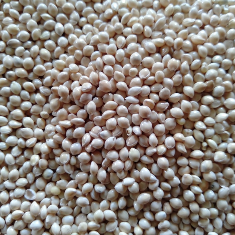 MILET PUTIH VITA PAKAN BURUNG LOVE BIRD PARKIT KUTUT DERKUKU PUTER SANGER MOZAMBIK