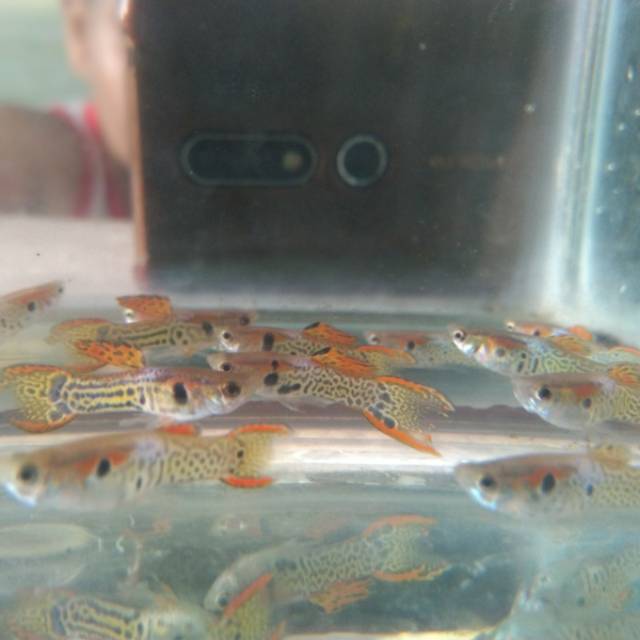 Ikan Guppy Mini Tiger