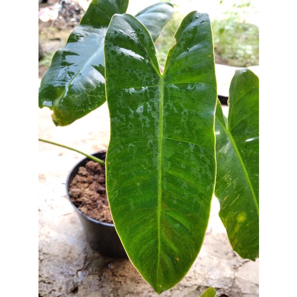 Philodendron Burle marx