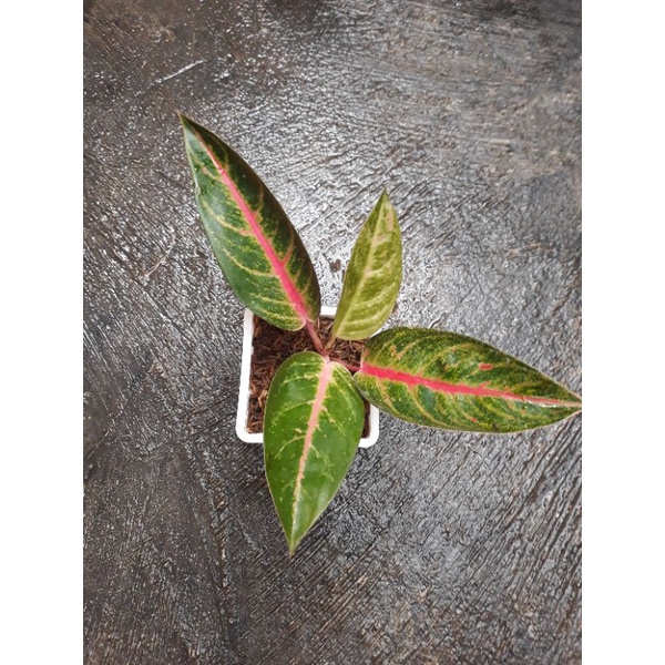 Aglonema Roro Mendut