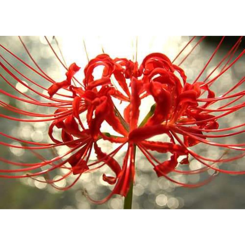 Umbi Lycoris Radiata (1Umbi) Promo Valentine bonus Umbi Ranunculus