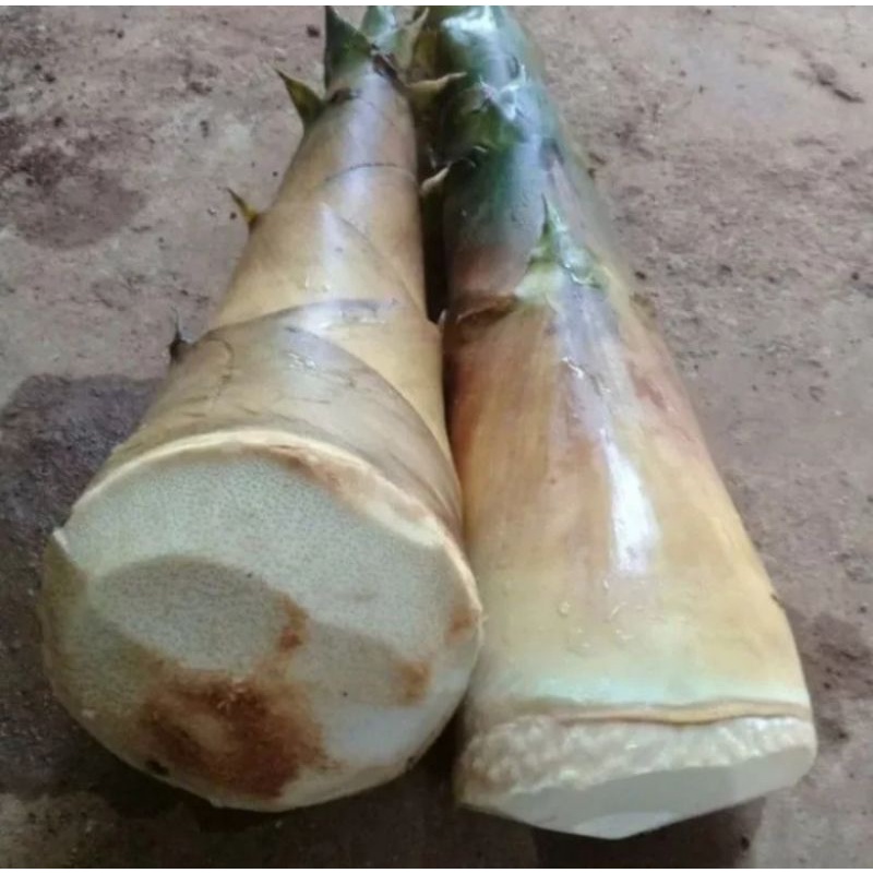

Rembung Bambu Muda Segar 500 gram/ Iwung Bambu
