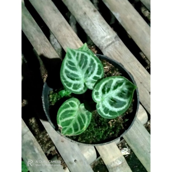 antharium silver dorayaki ORI