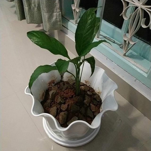 Tanaman Hias Peace Lily Sepatu Phylum Pohon Sepatu Pilem