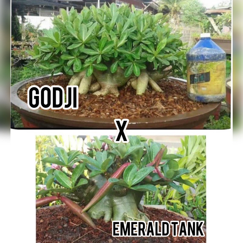 11 Seed (BIJI) Adenium ID : Godji x Emerald Tank