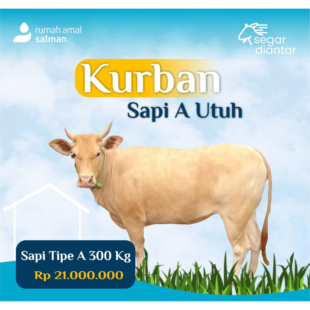 

Kurban Sapi Utuh 300kg