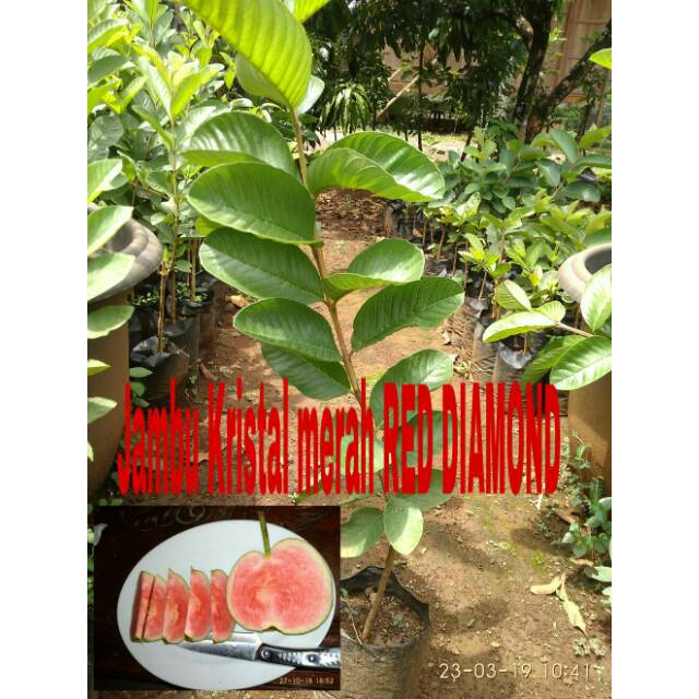 Bibit jambu biji Red Diamond
